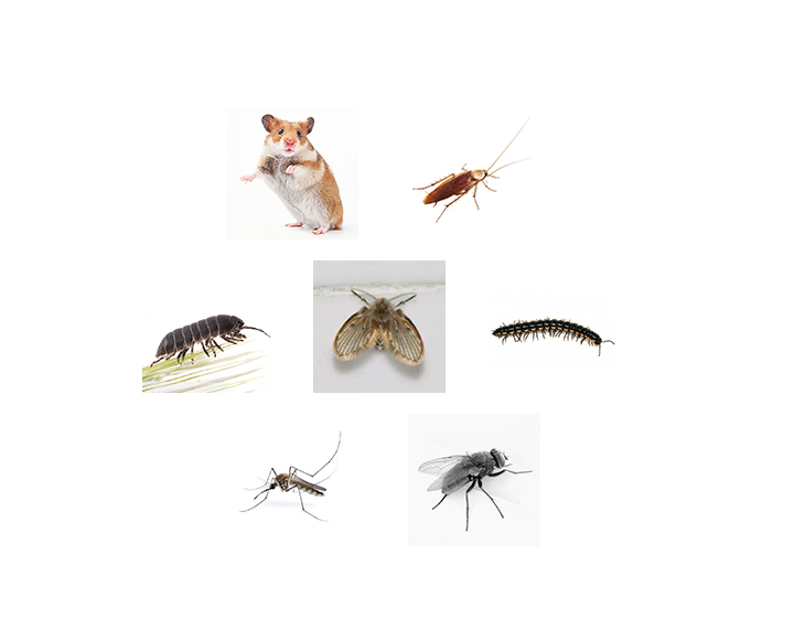 西安灭蟑螂公司说说在西安常见的两种蟑螂