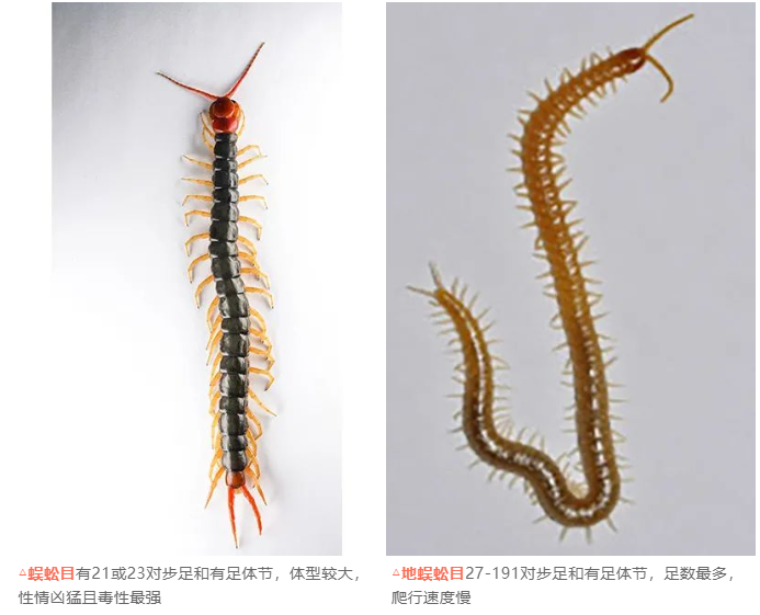 西安灭蜈蚣公司