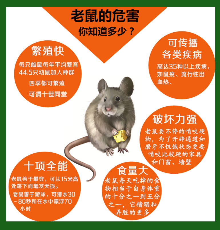 在西安消杀工作的严重灭鼠除虫就是小菜一碟